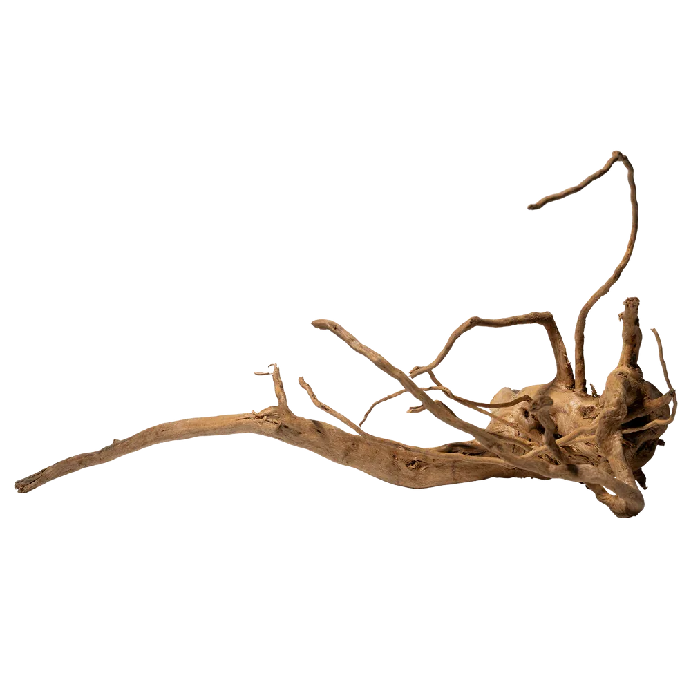 Spiderwood