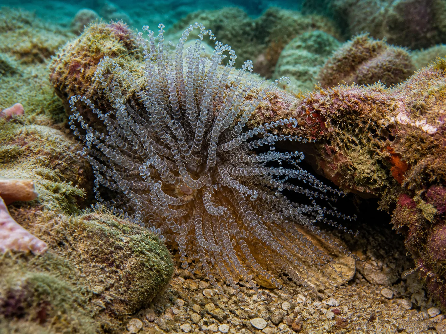 Corkscrew Anemone