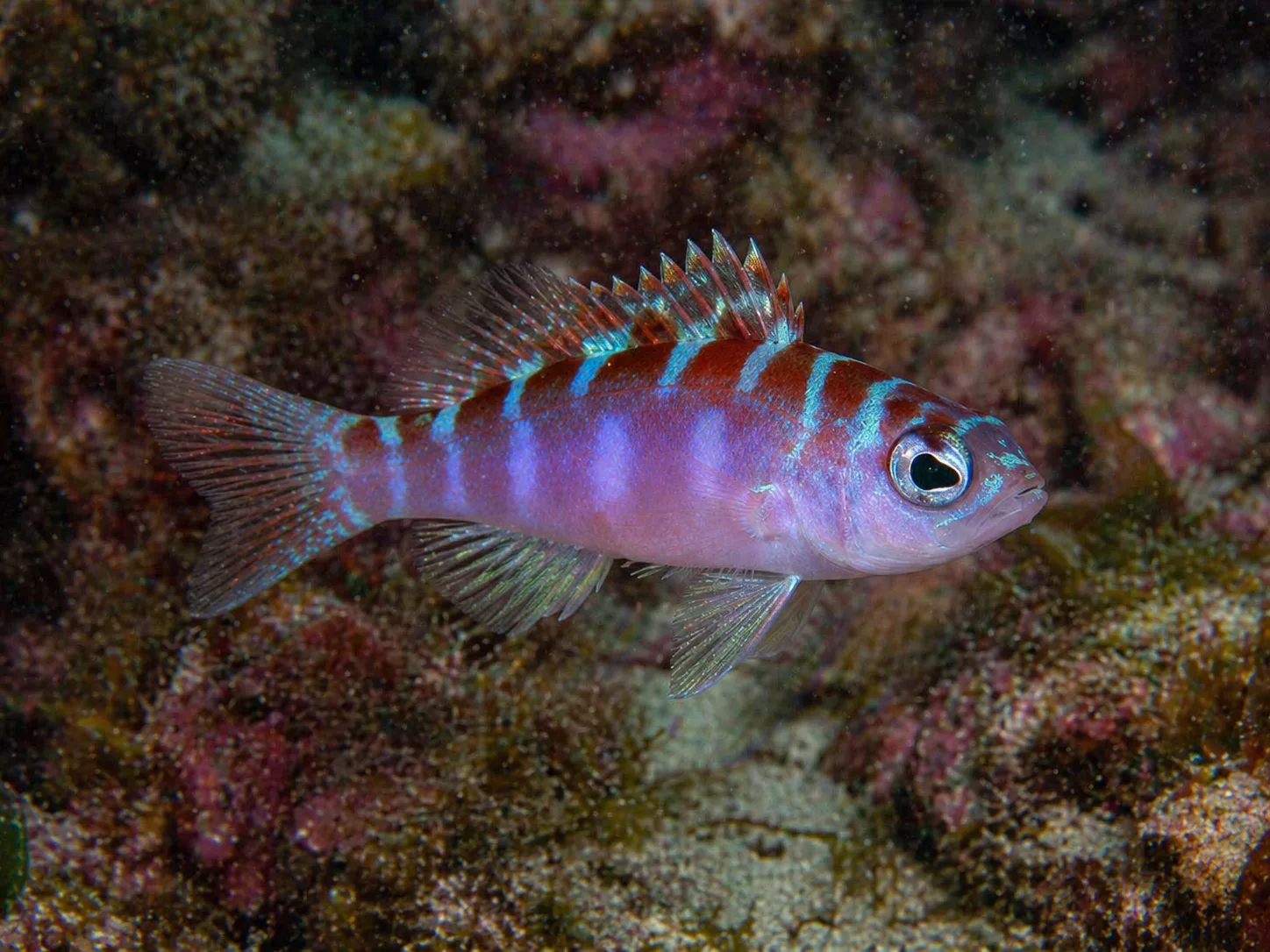 Chalk Bass