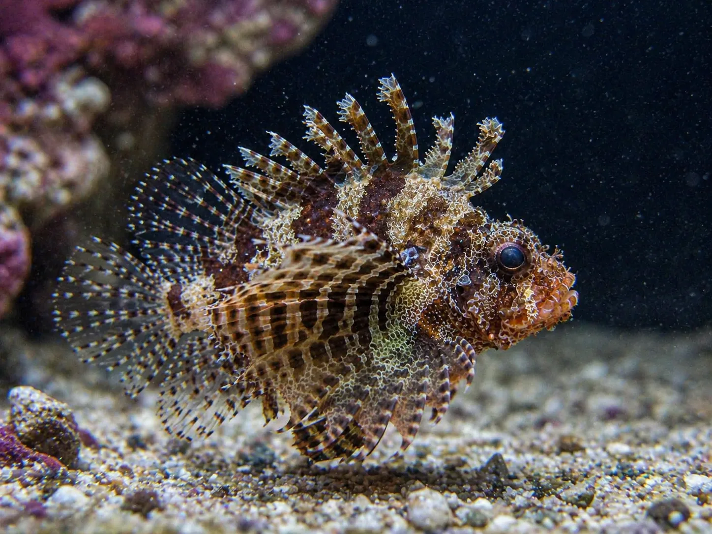 Dwarf Fuzzy Lionfish