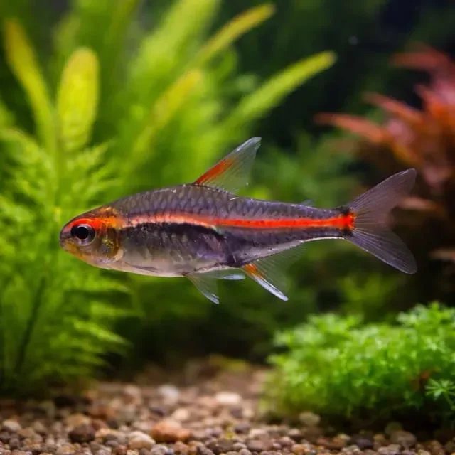 Glowlight Tetra