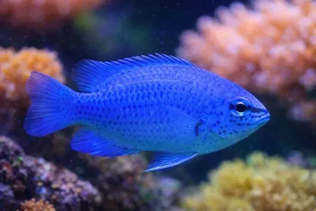 Blue Damselfish