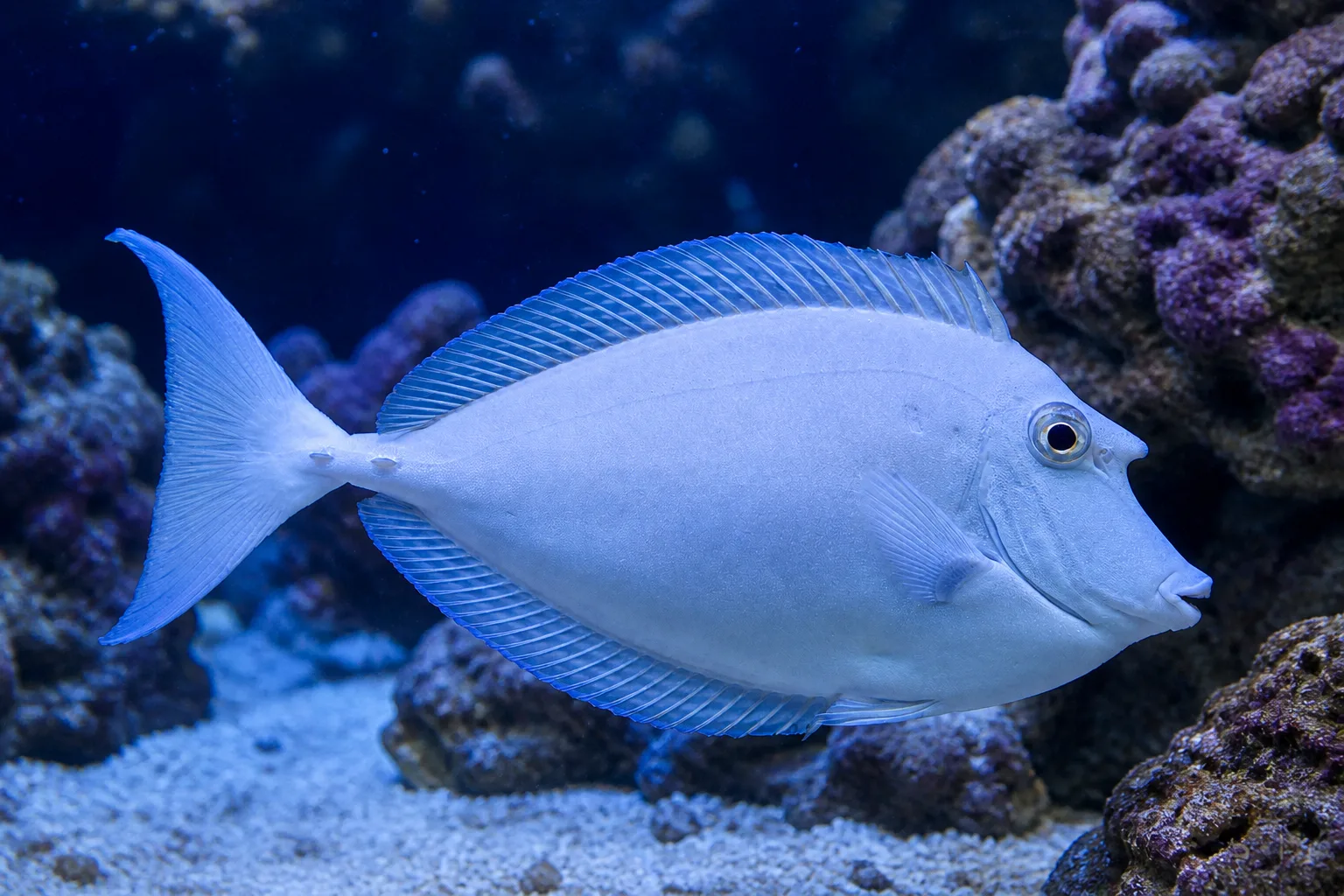 Unicorn Tang