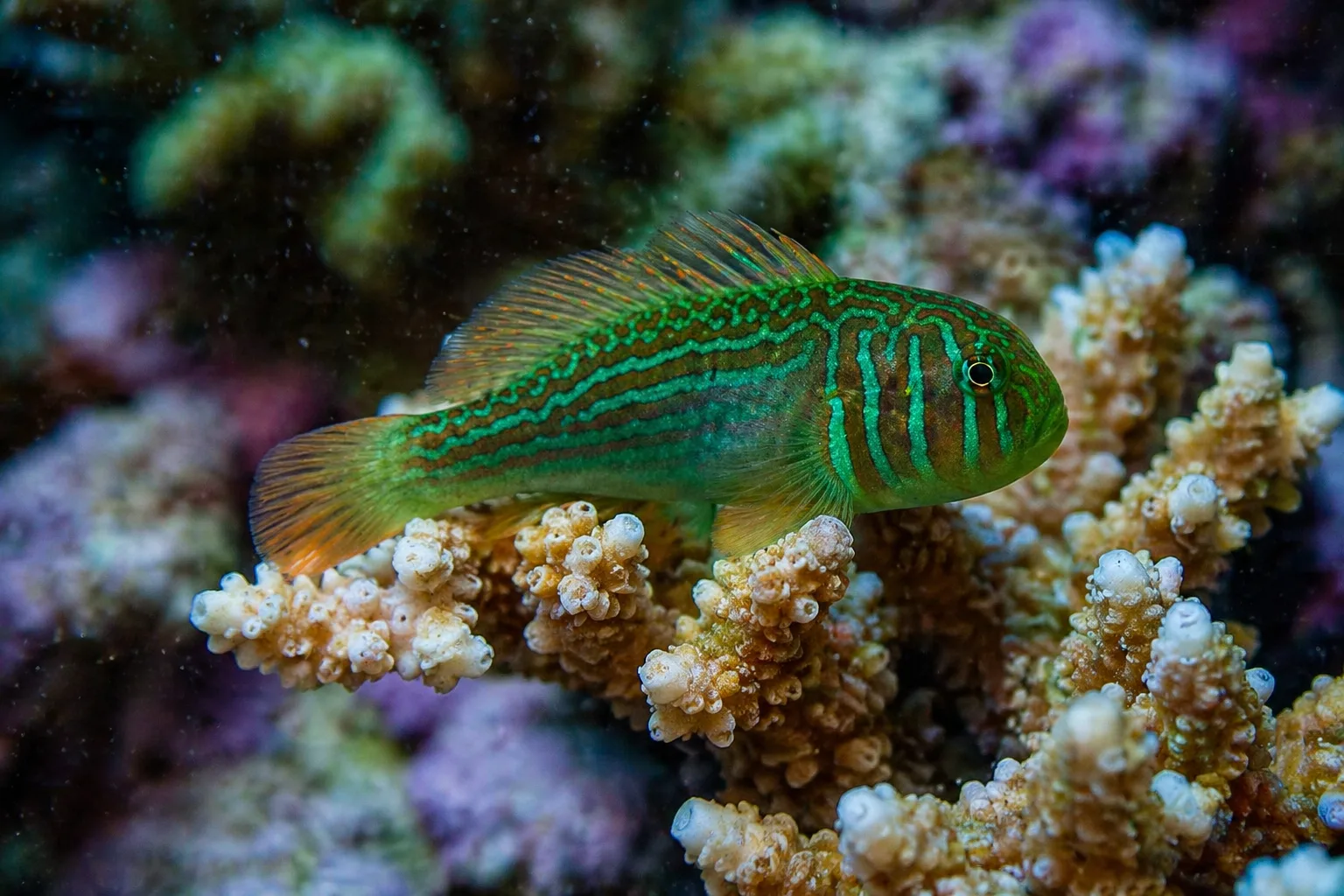 Green Clown Goby