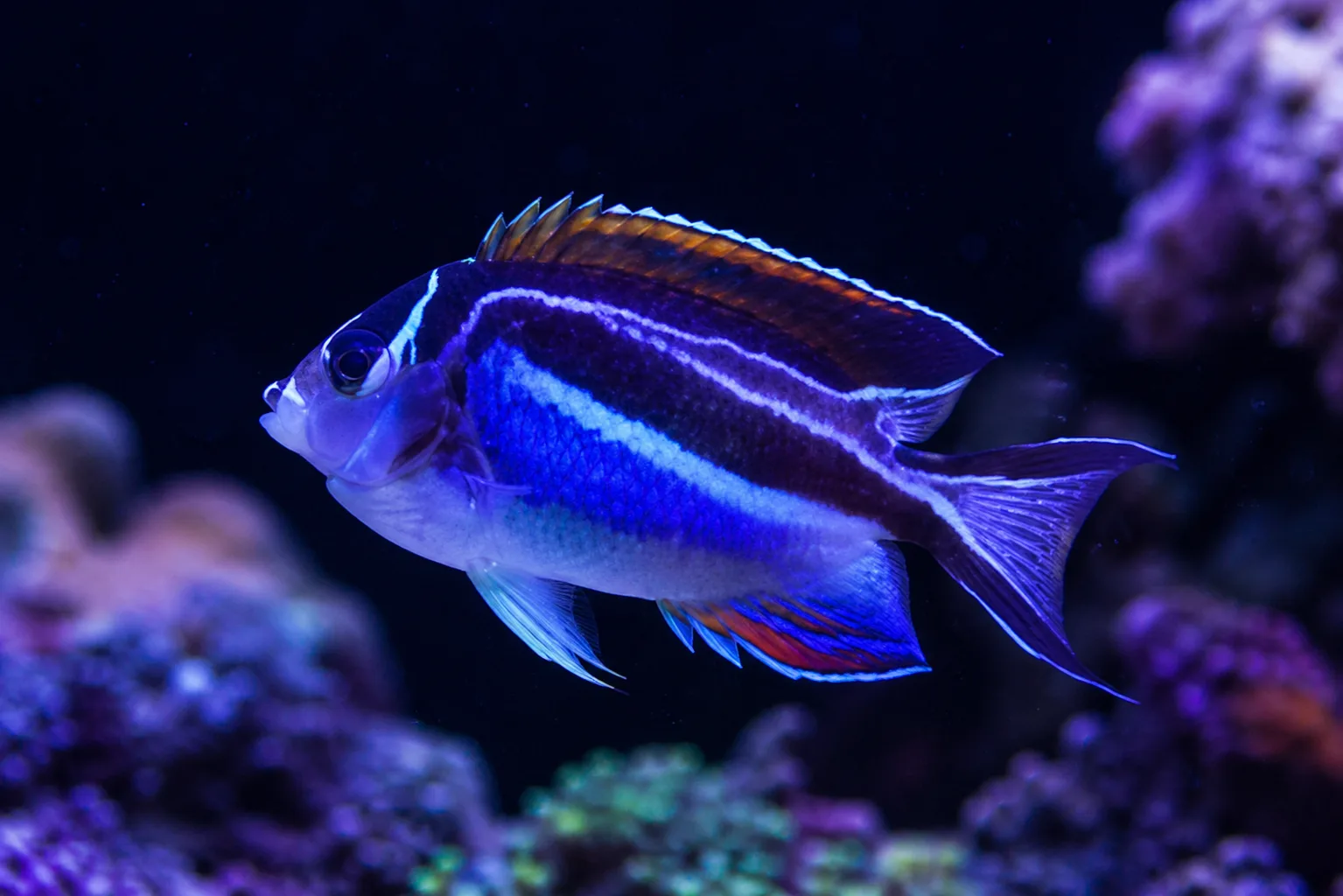 Bellus Angelfish