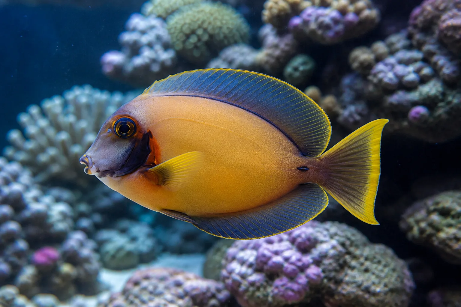 Mimic Tang