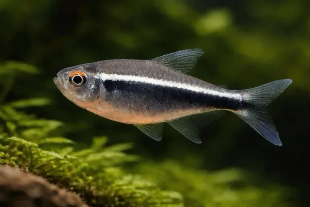Black Neon Tetra