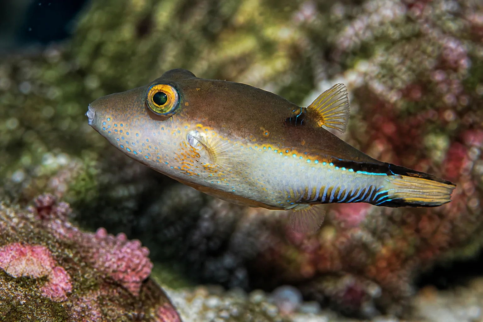 Sharpnose Puffer