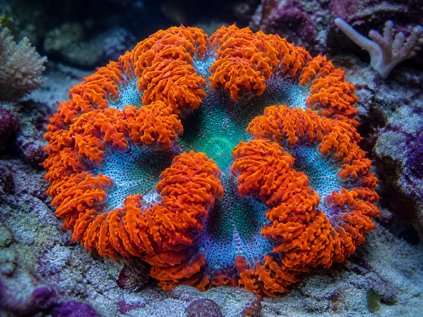 Rock Flower Anemone