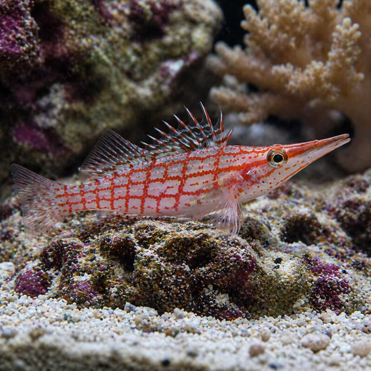 Longnose Hawkfish