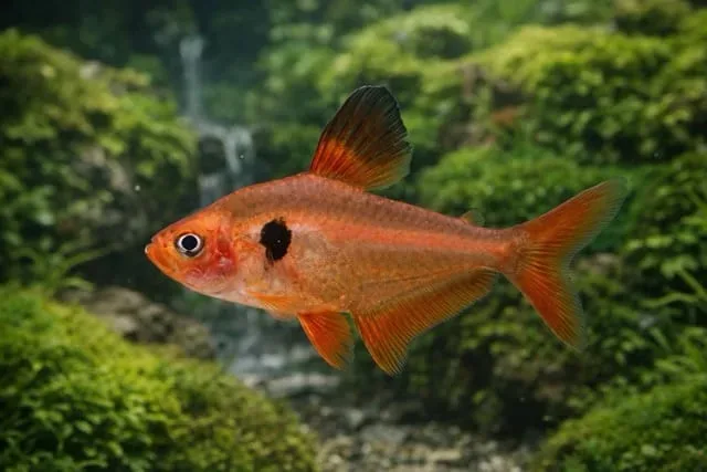 Red Phantom Tetra