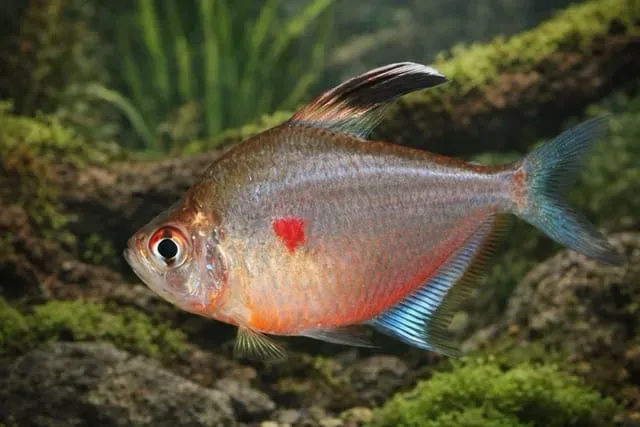Bleeding Heart Tetra