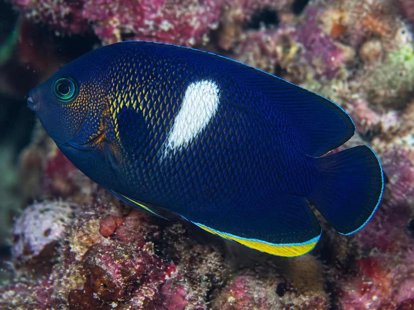 Keyhole Angelfish