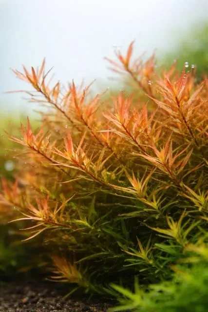 Rotala rotundifolia 'H'ra'