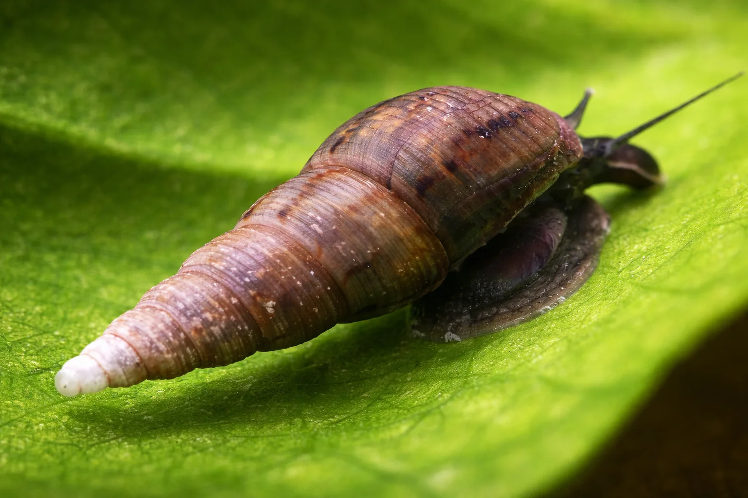 Malaysian Trumpet Snail