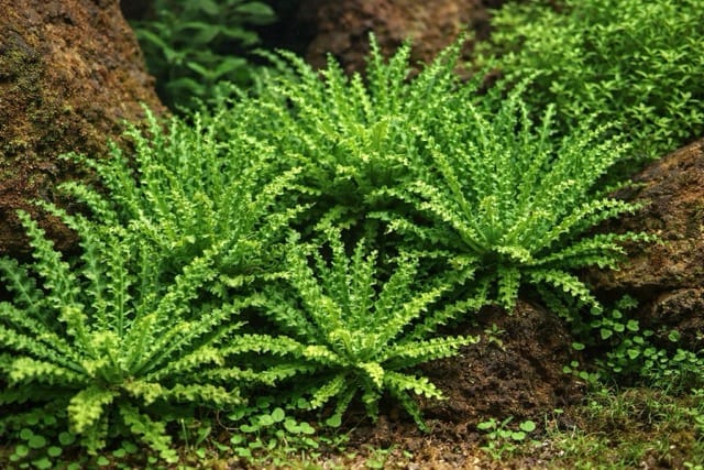 Pogostemon helferi