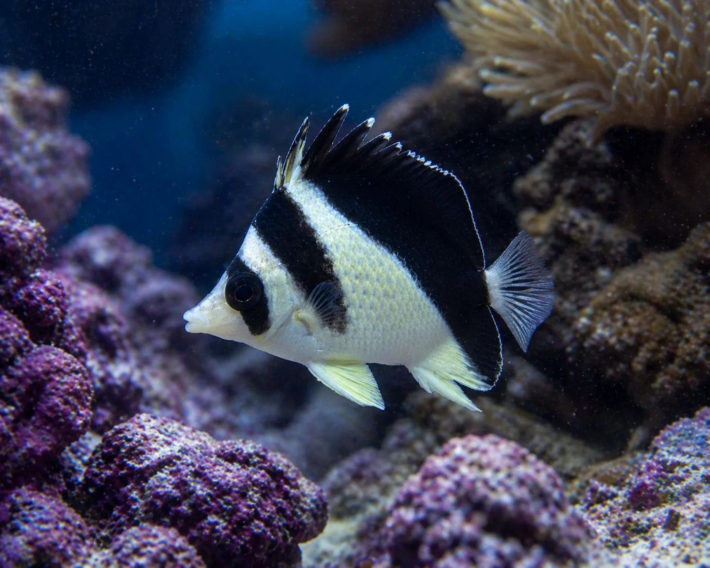 Burgess Butterflyfish