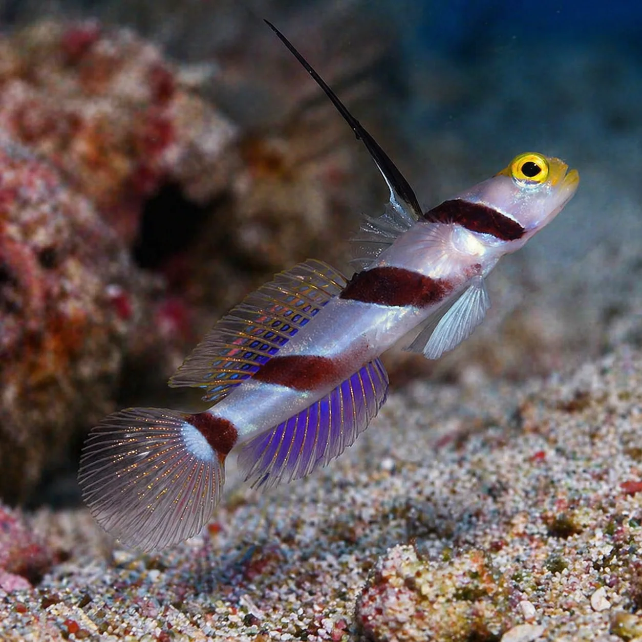 Hi Fin Red Banded Goby