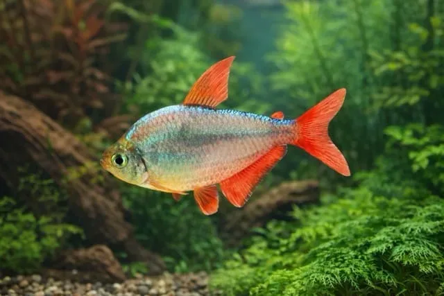 Colombian Tetra