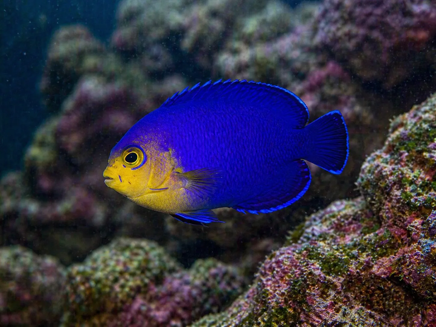 Cherub Angelfish