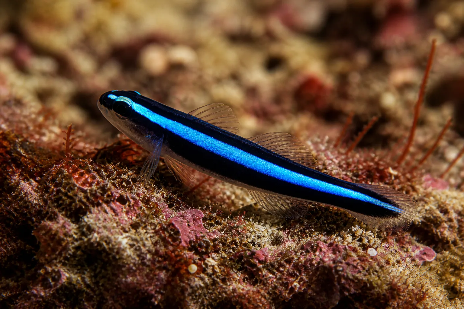Neon Goby
