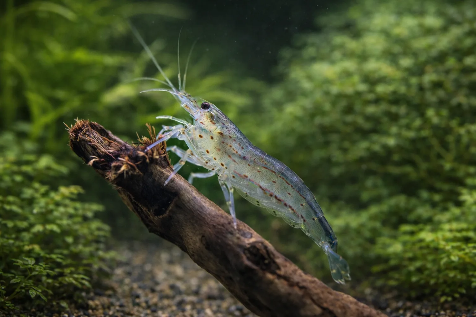 Amano Shrimp