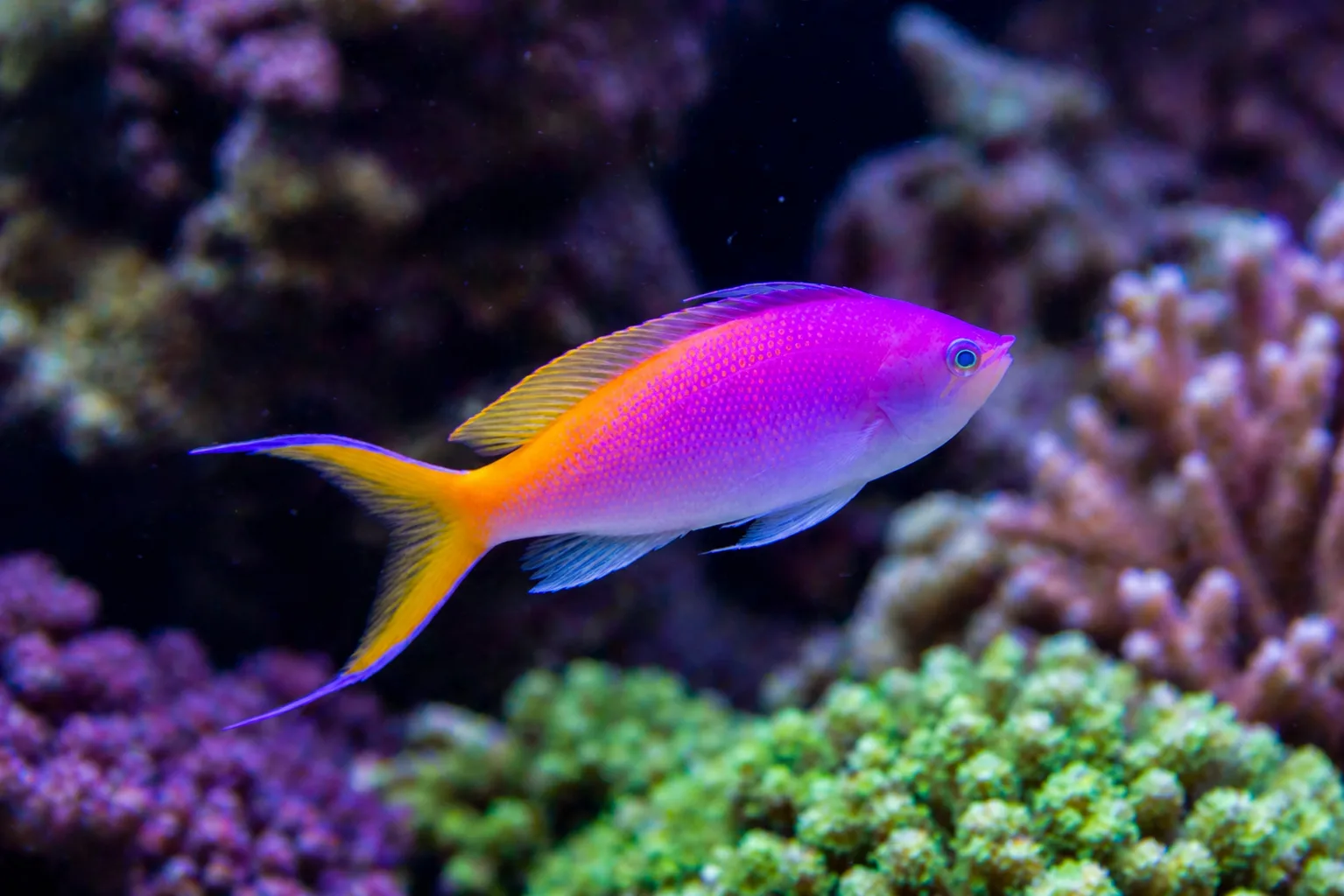 Bartlett's Anthias