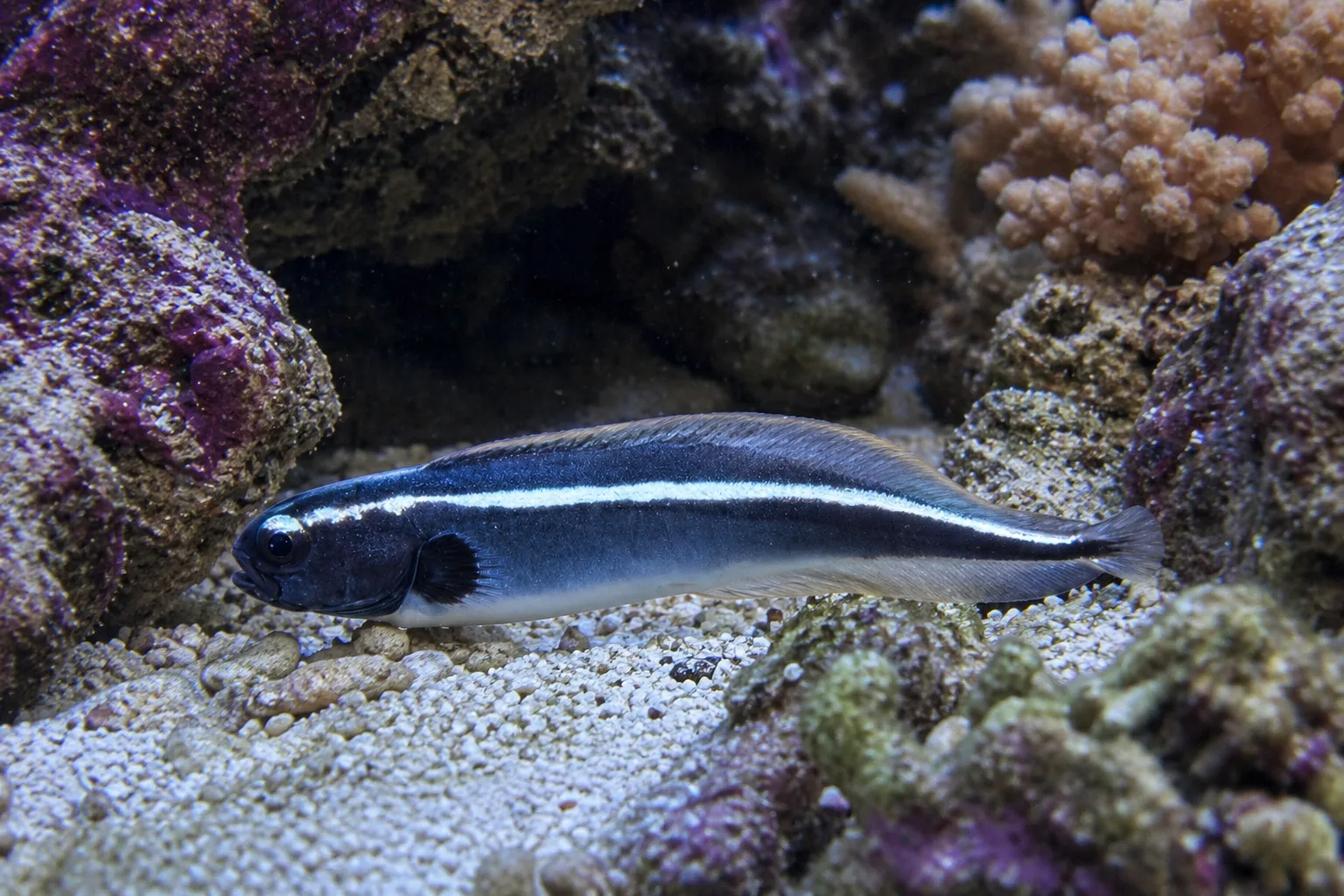 Engineer Goby