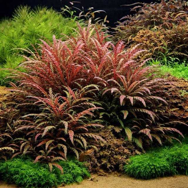 Hygrophila pinnatifida