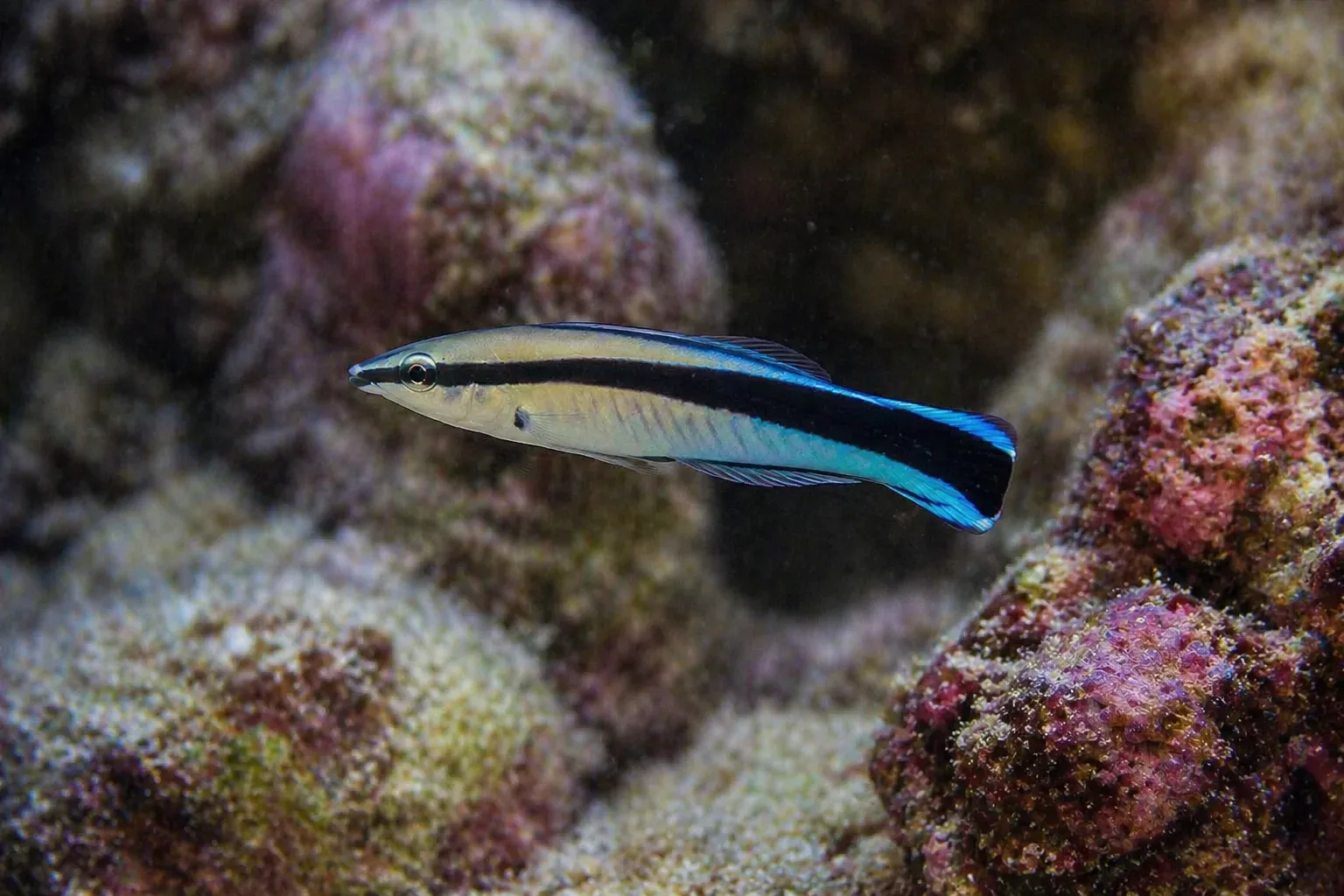 Cleaner Wrasse