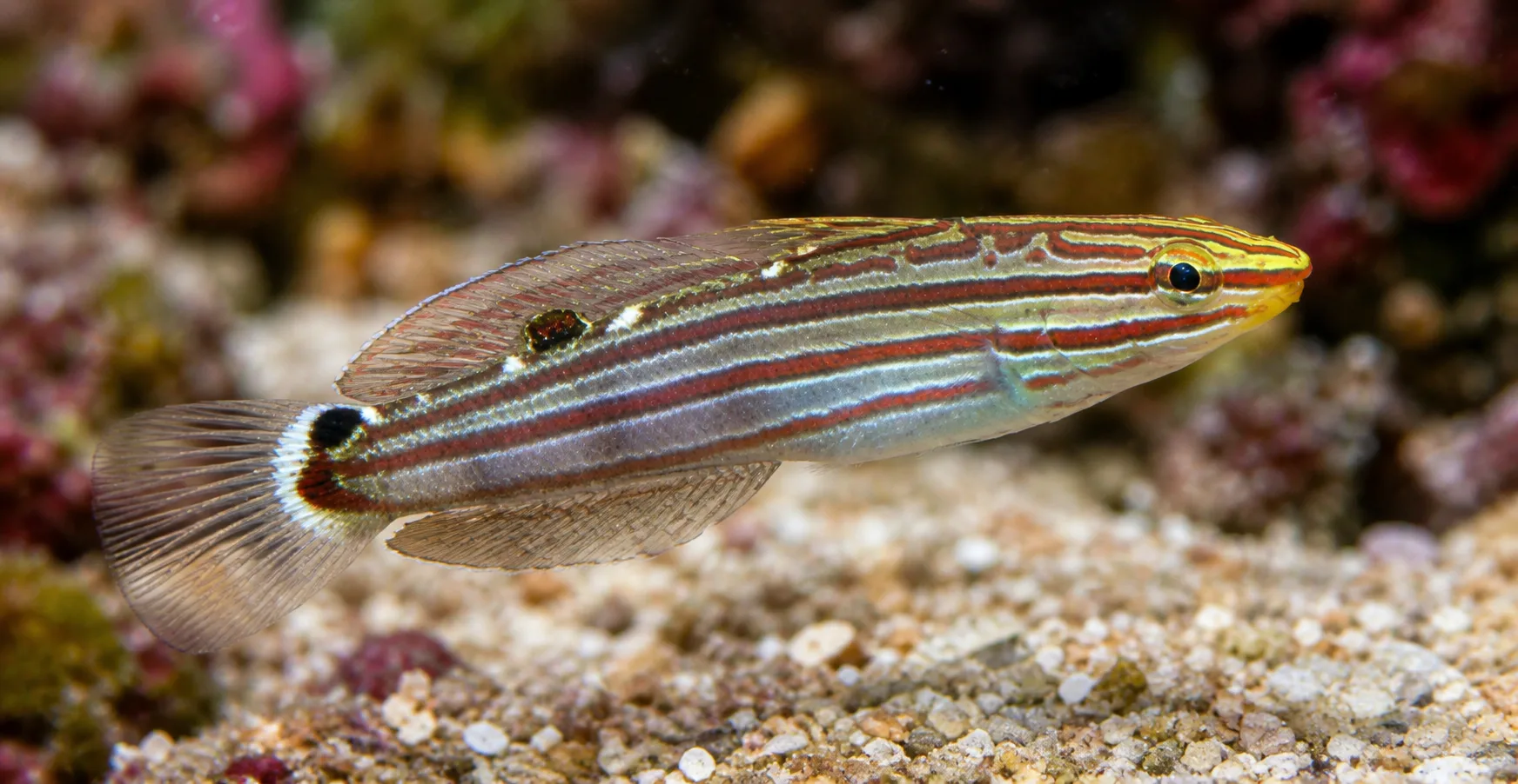 Rainford's Goby