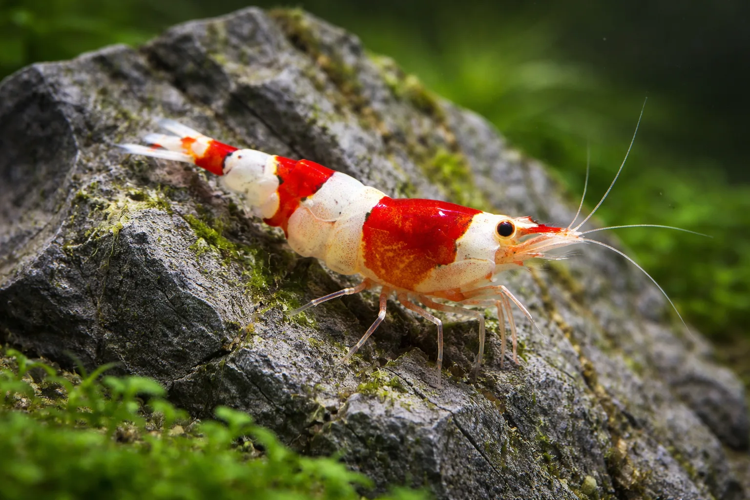 Crystal Red Shrimp
