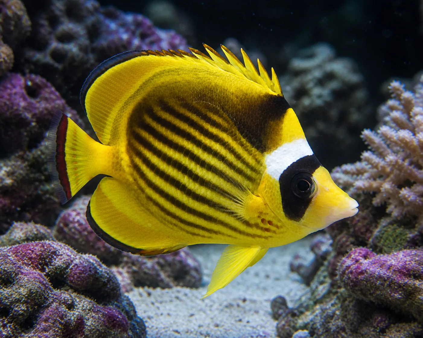 Raccoon Butterflyfish