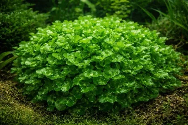 Monosolenium tenerum