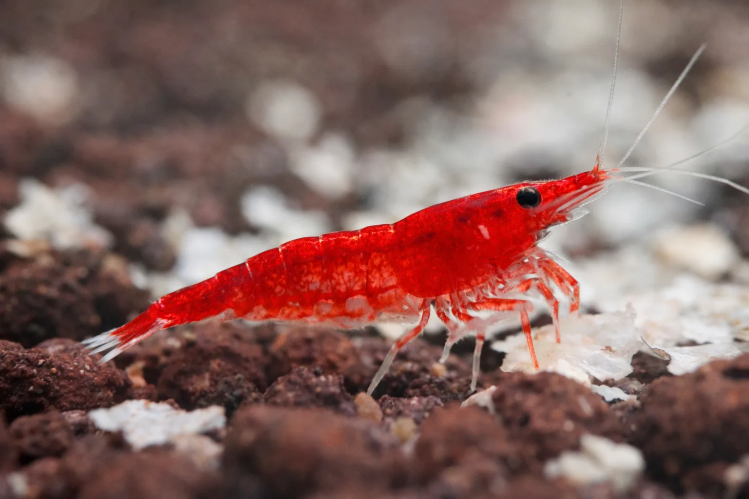 Cherry Shrimp