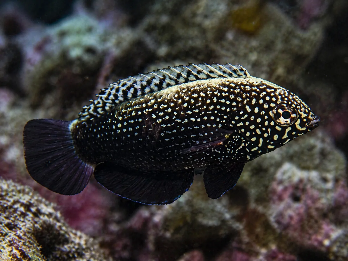 Black Leopard Wrasse