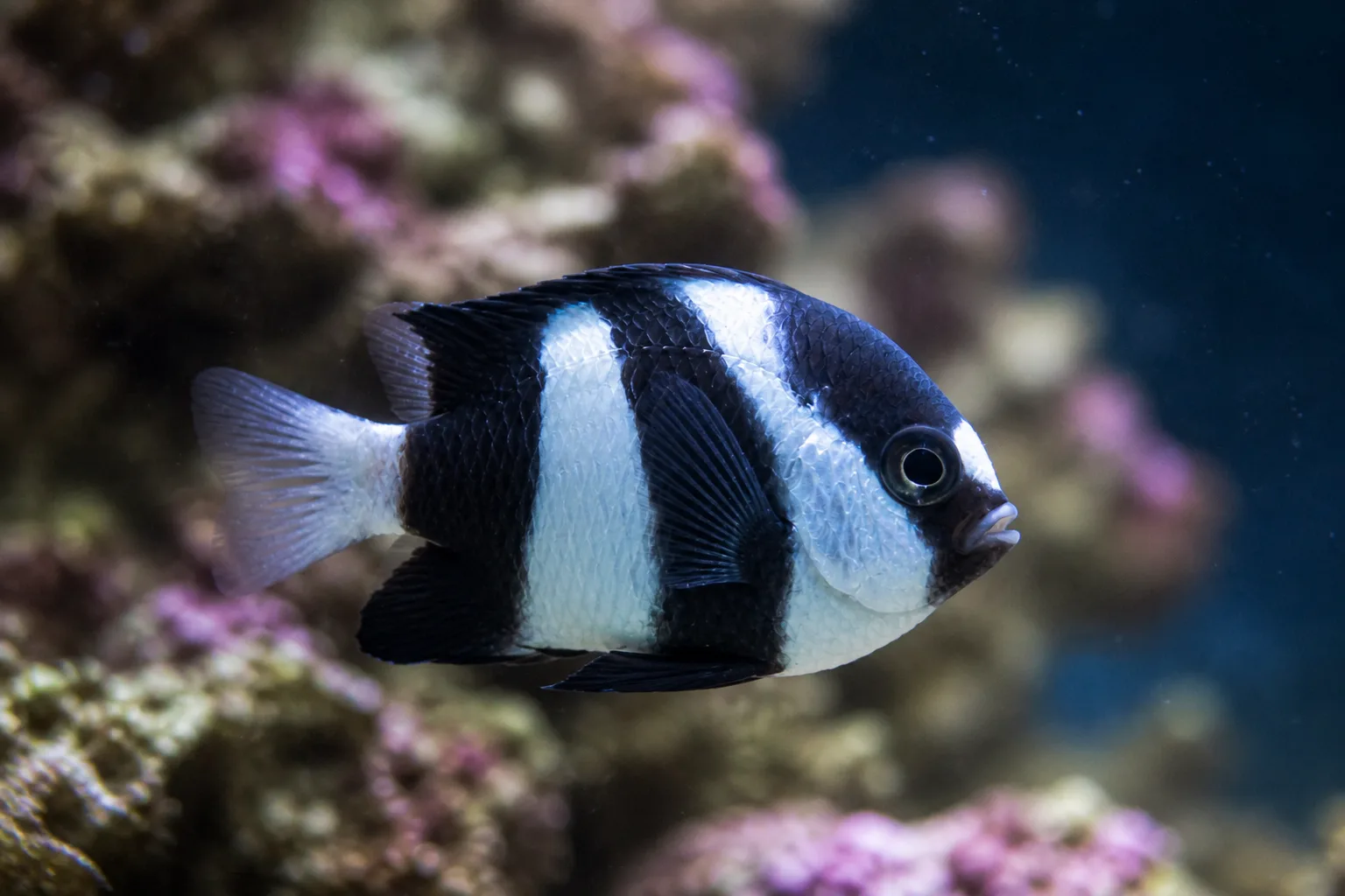 Three-Stripe Damselfish