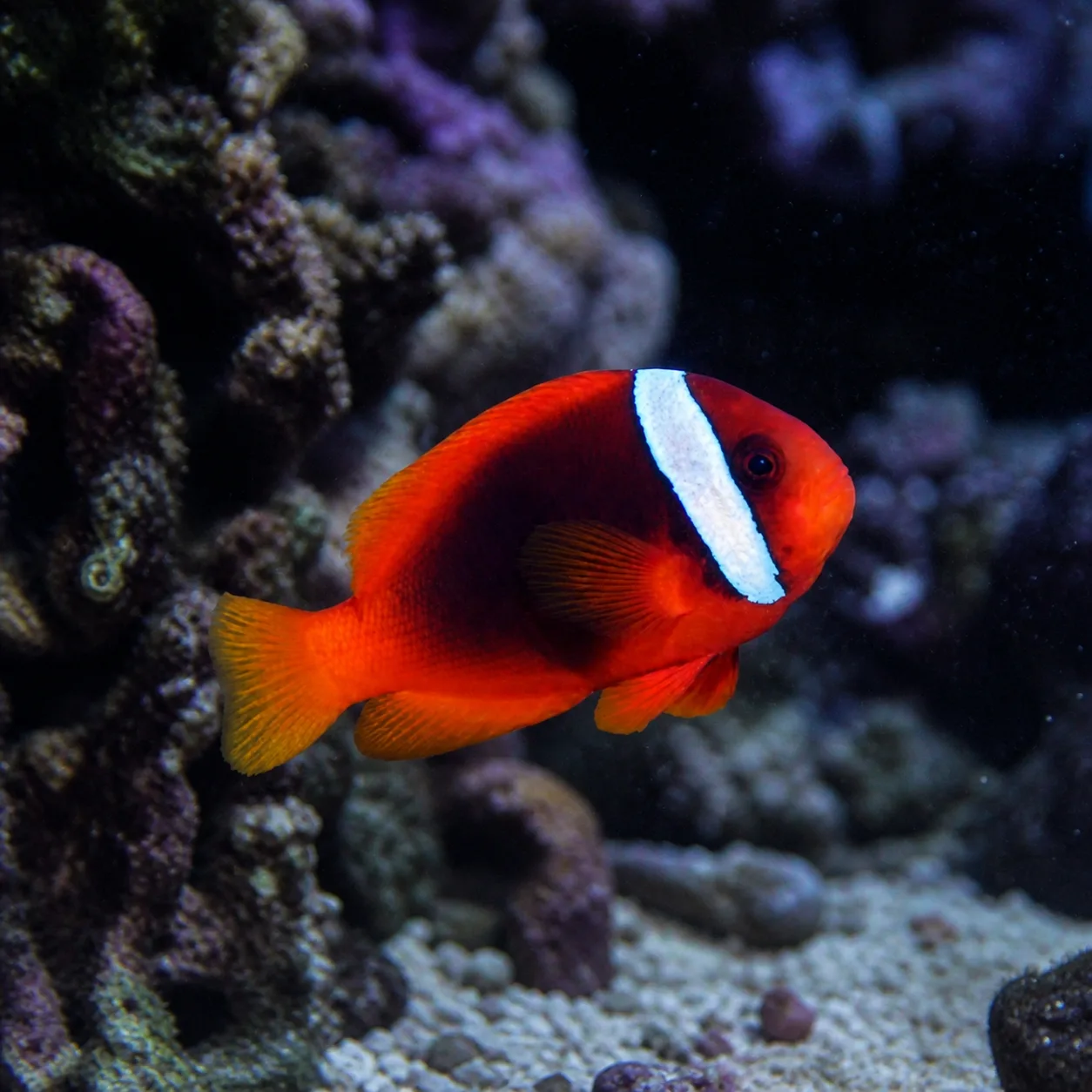 Tomato Clownfish