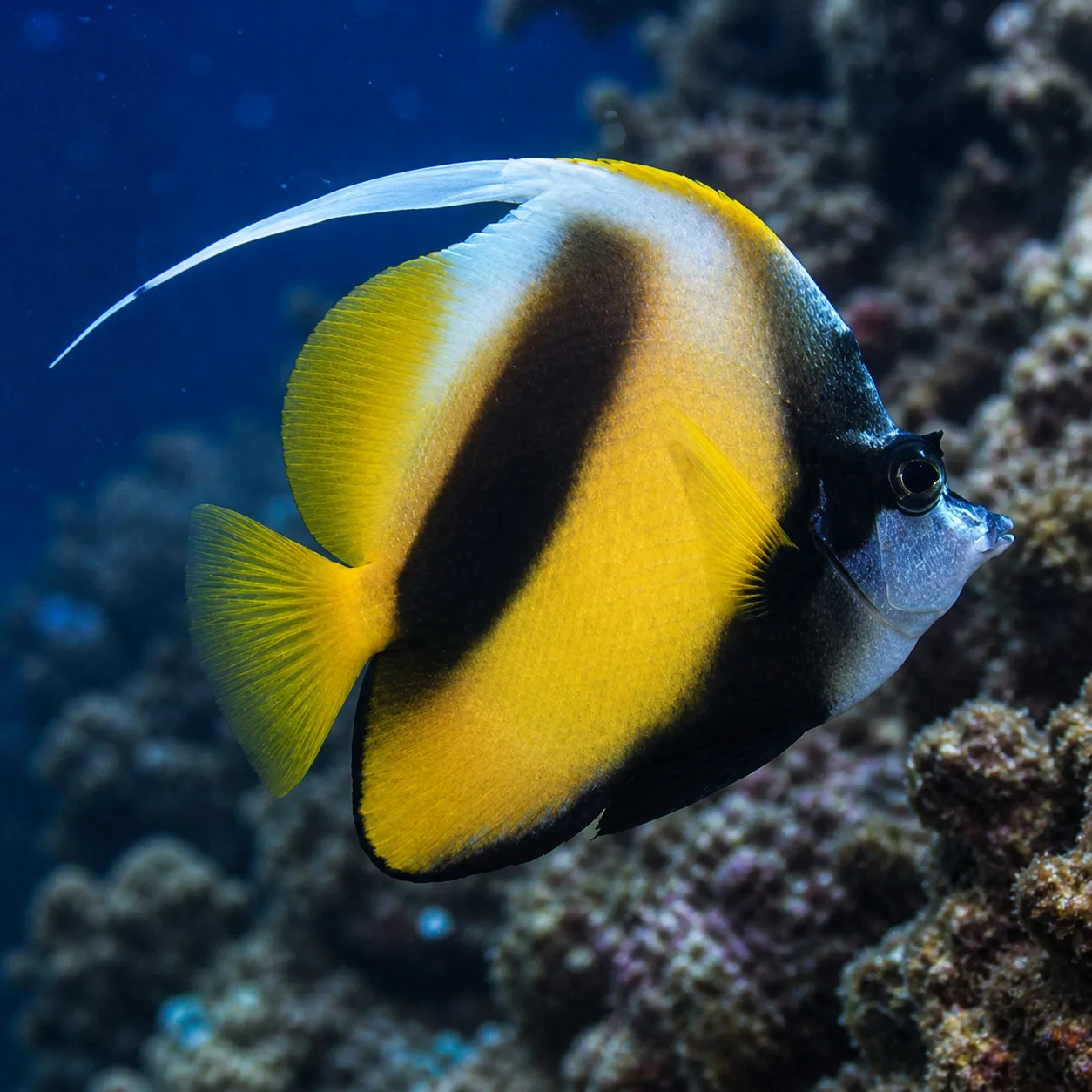 Red Sea Bannerfish