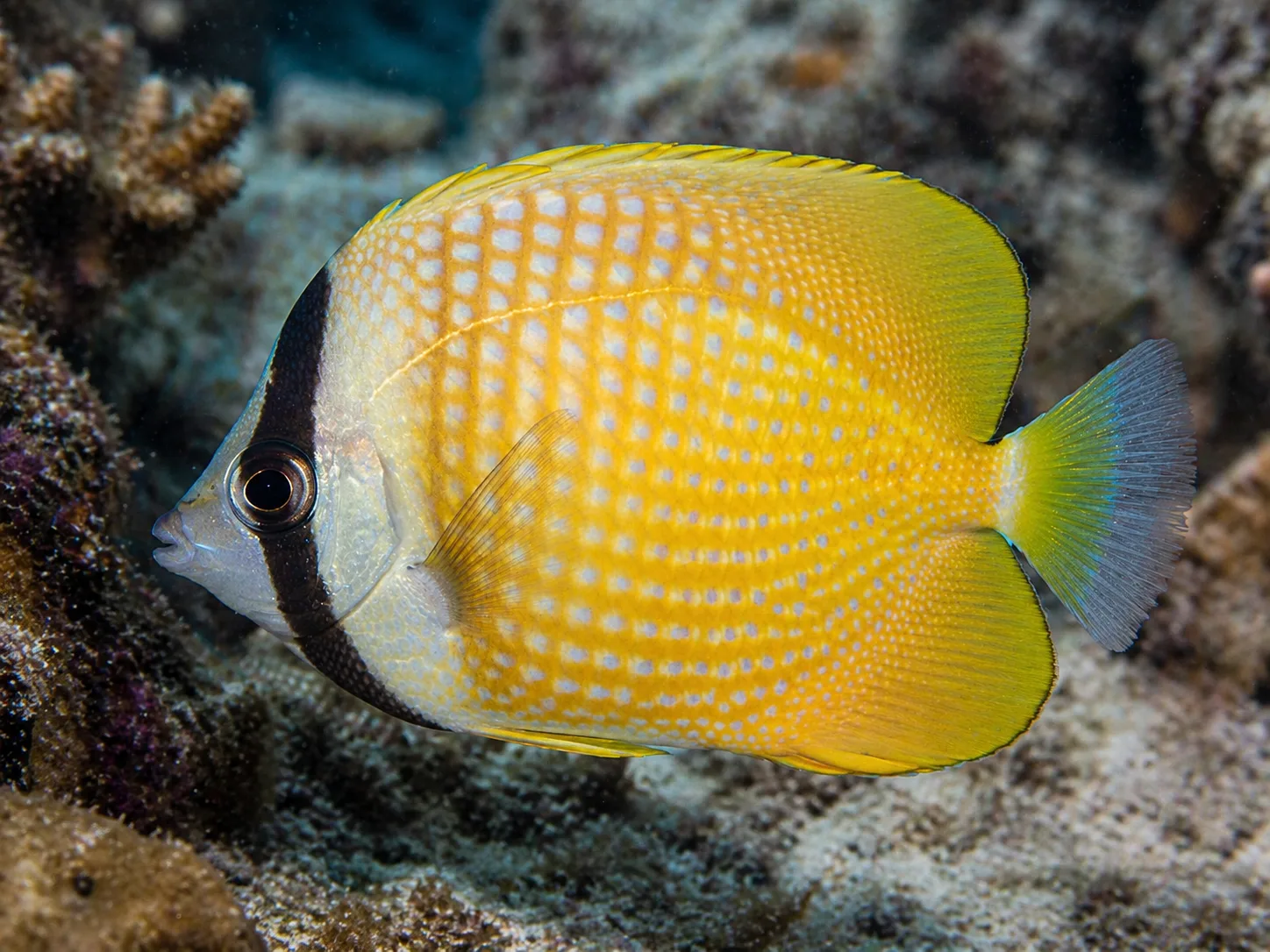 Klein's Butterflyfish