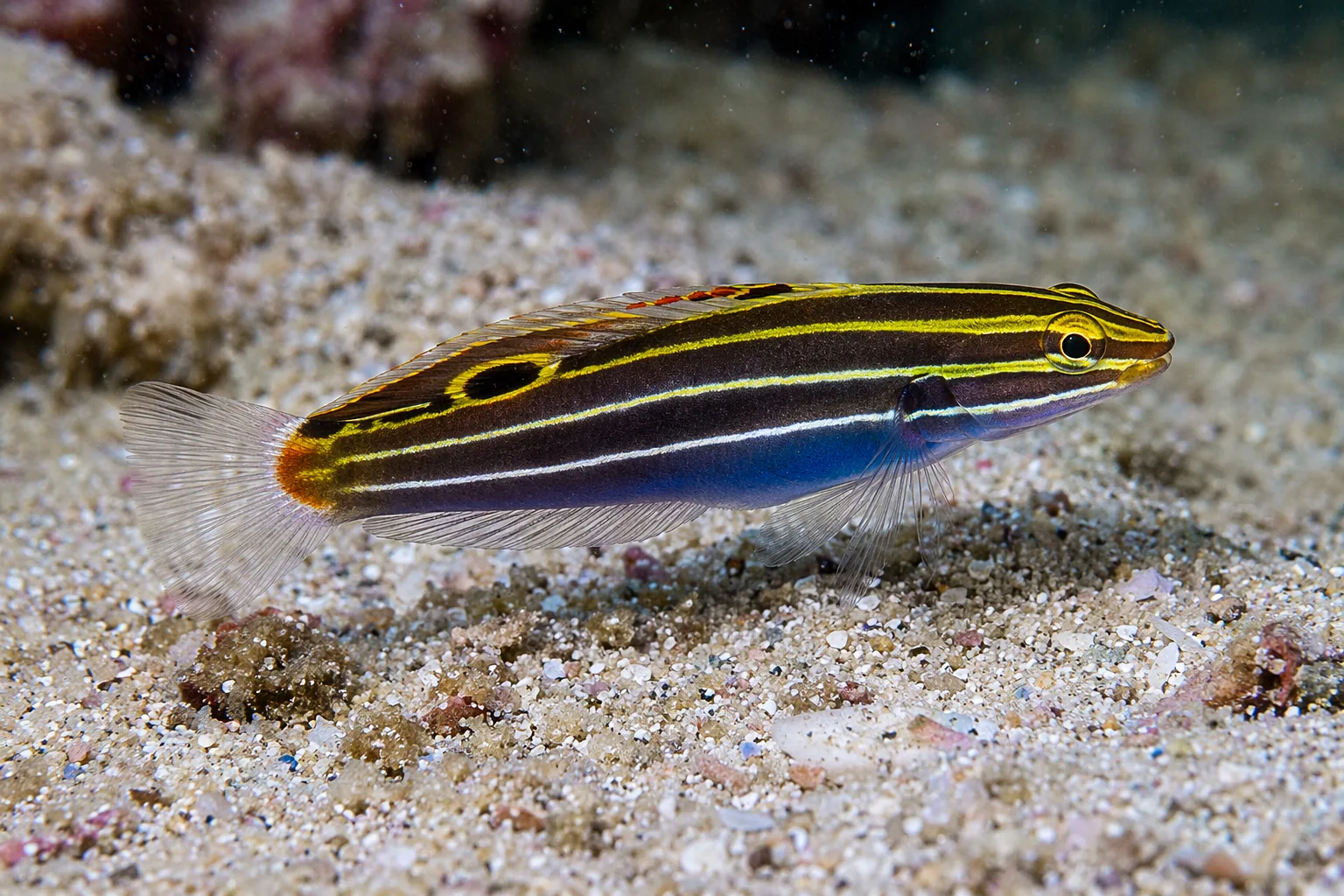 Hector's Goby