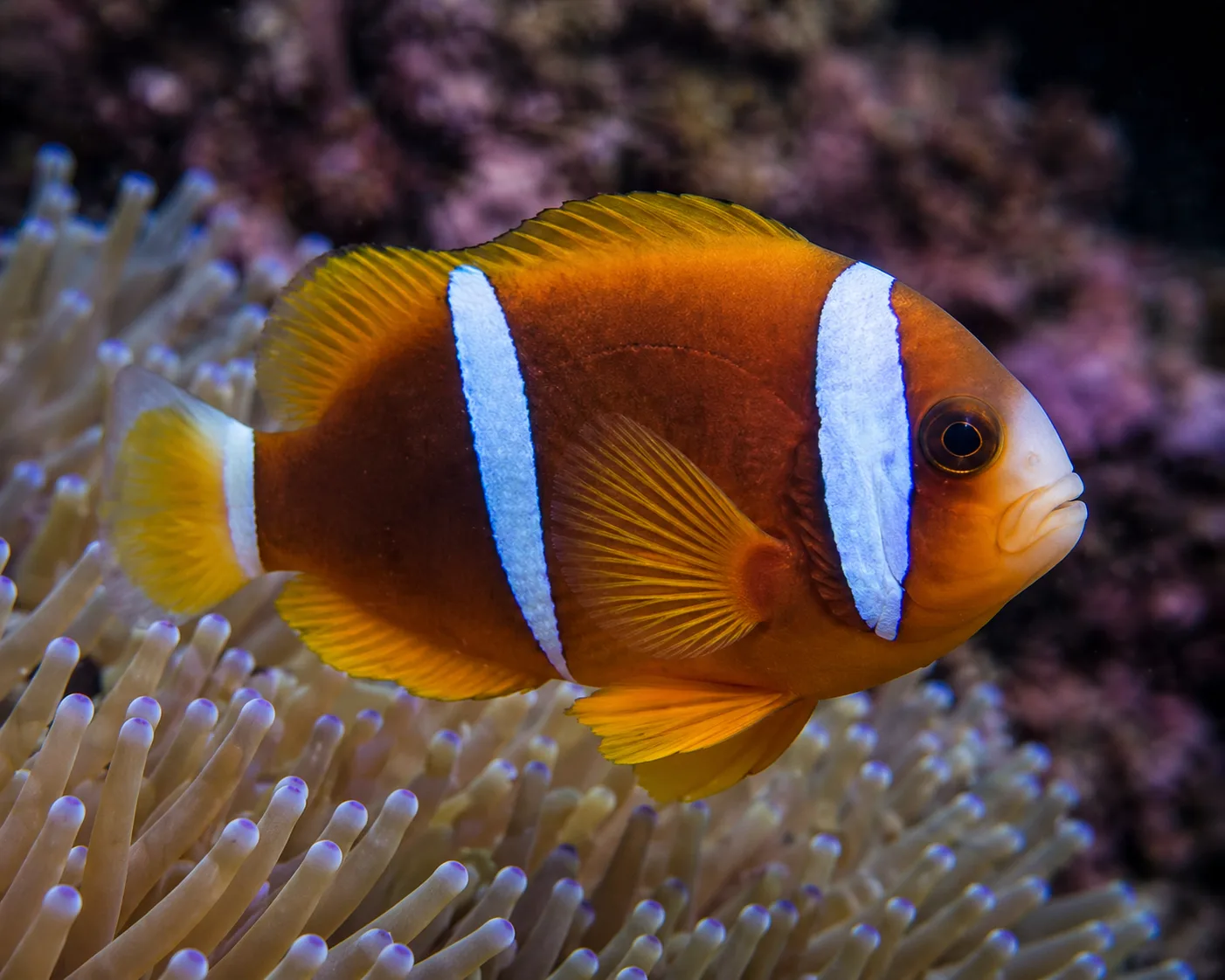 Barrier Reef Clownfish