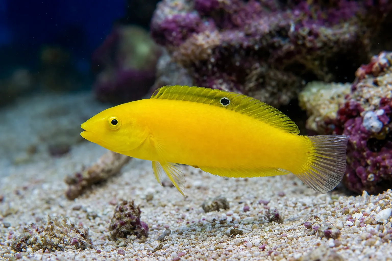Yellow Coris Wrasse