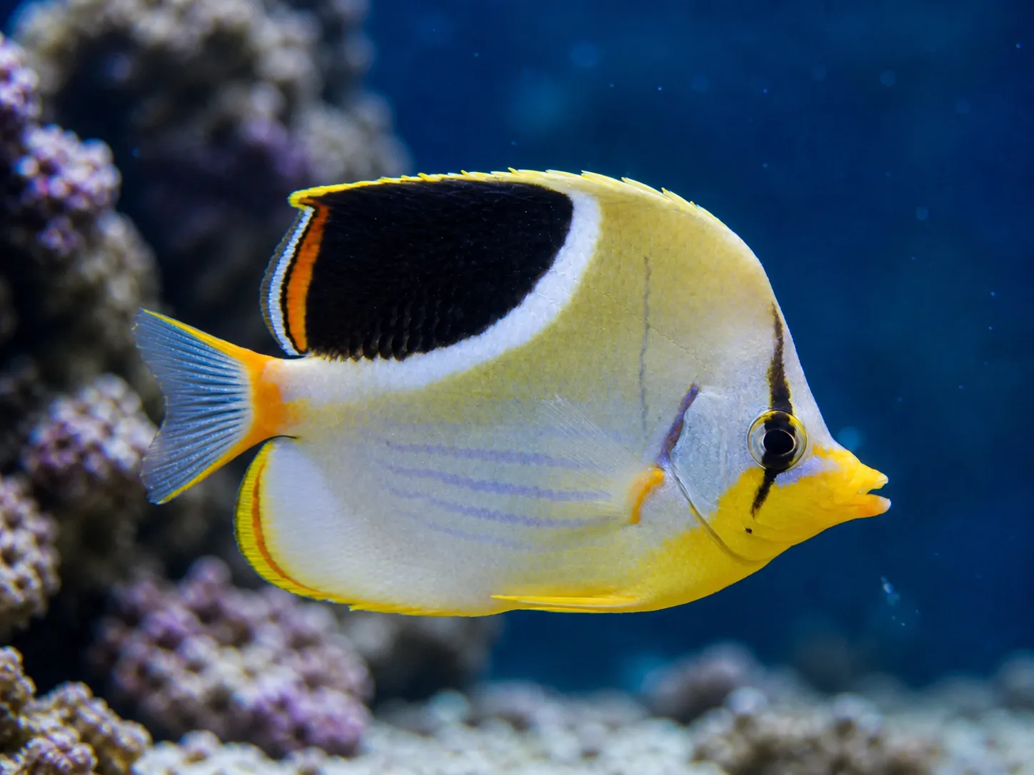 Saddleback Butterflyfish