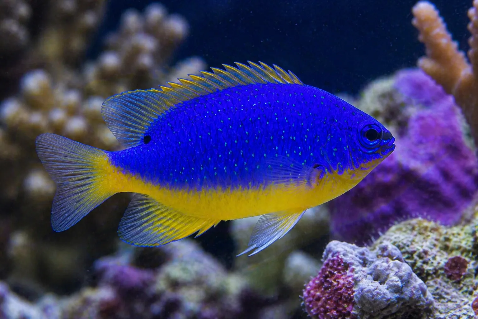 Fiji Blue Devil Damselfish