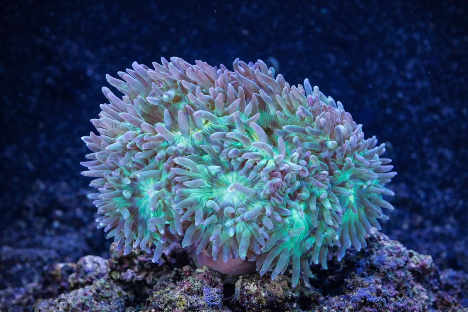 Duncan Coral