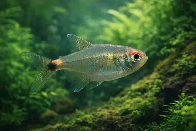 Head and Tail Light Tetra