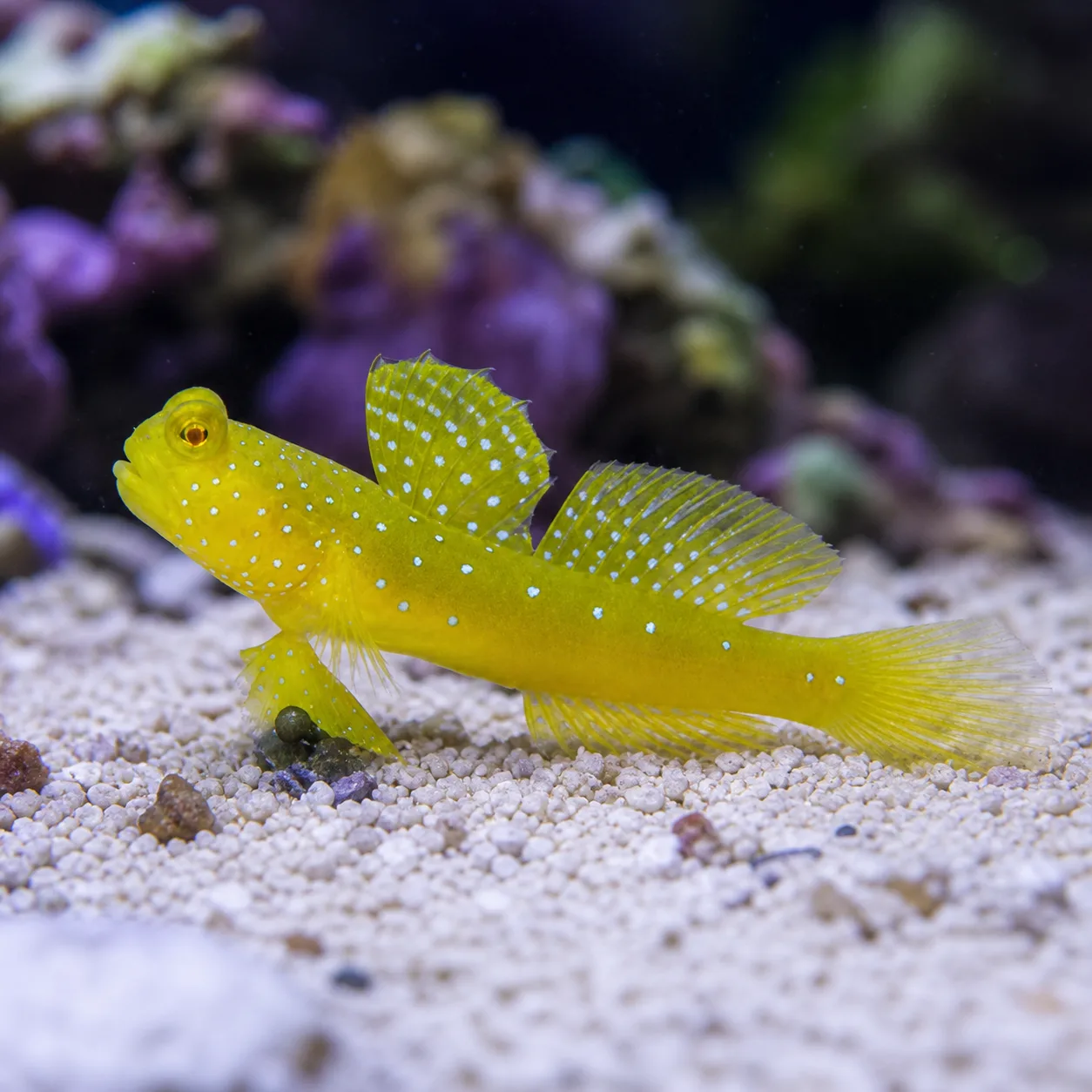 Yellow Watchman Goby