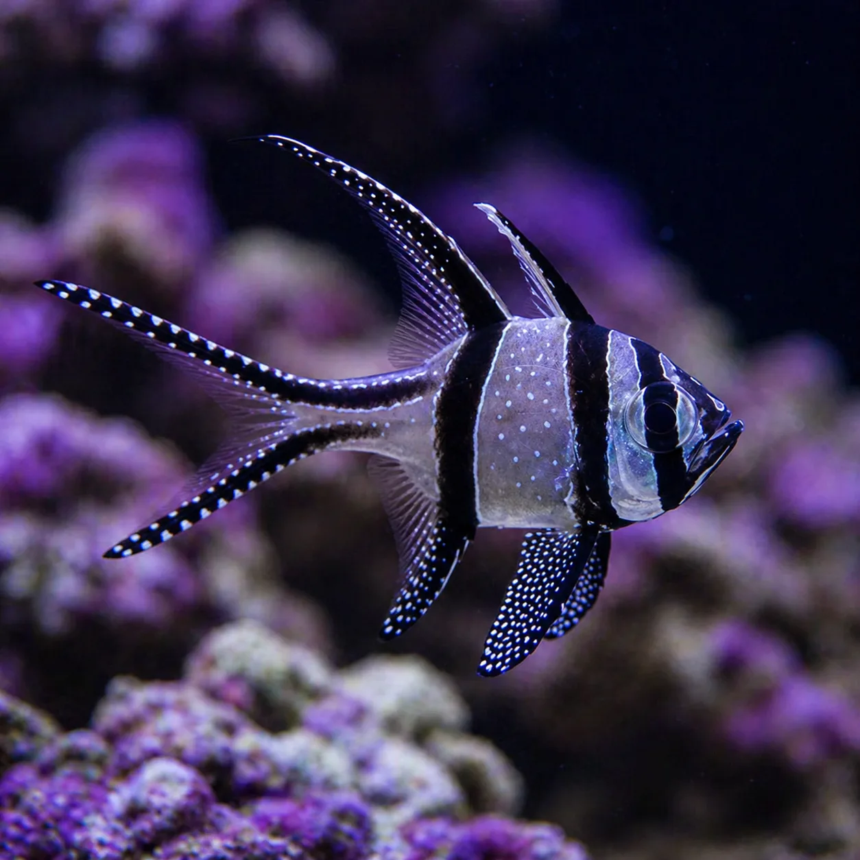 Banggai Cardinalfish