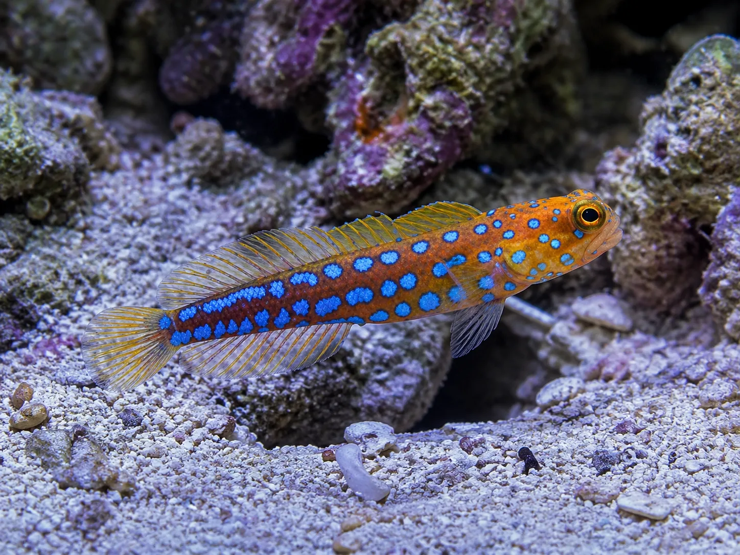 Blue Spotted Jawfish